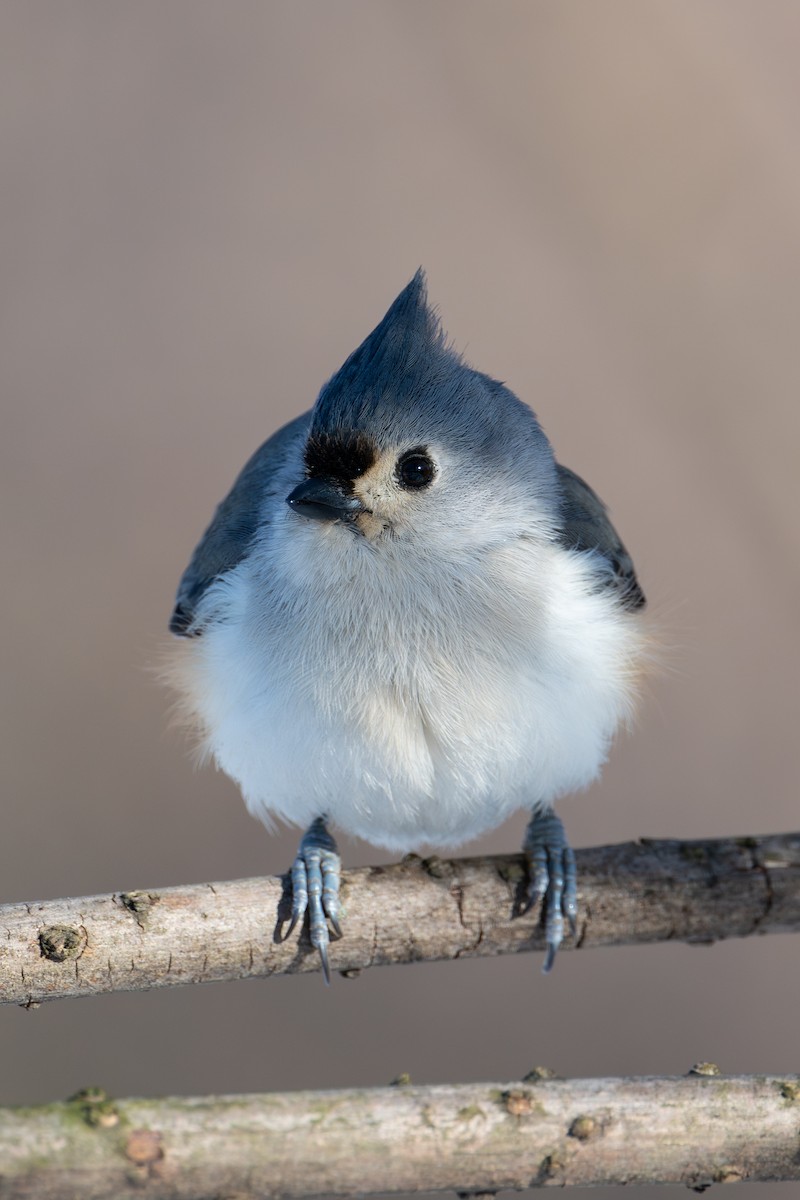 Tufted Titmouse - ML643951730