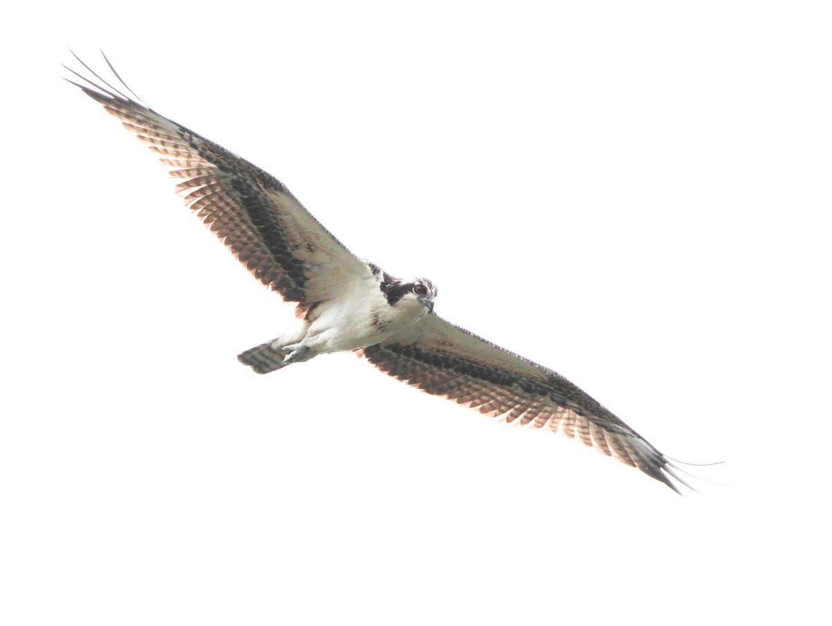Osprey - ML643951788