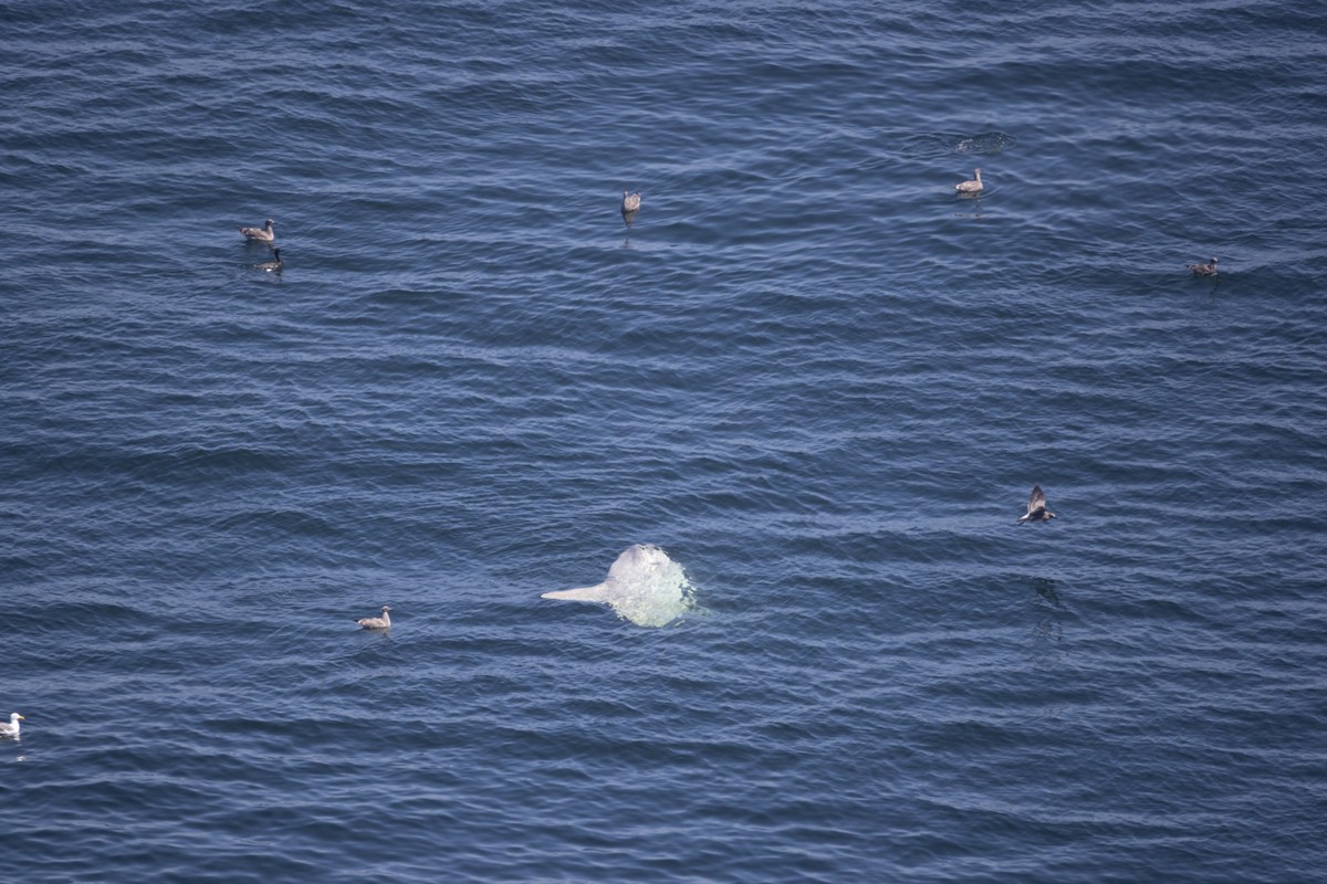 Ocean Sunfish - ML643951796