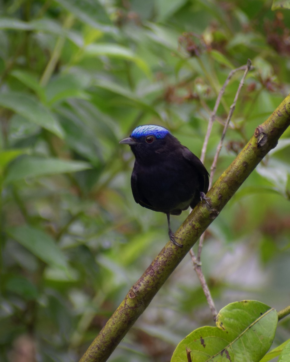 Blue-capped Manakin - ML643951807