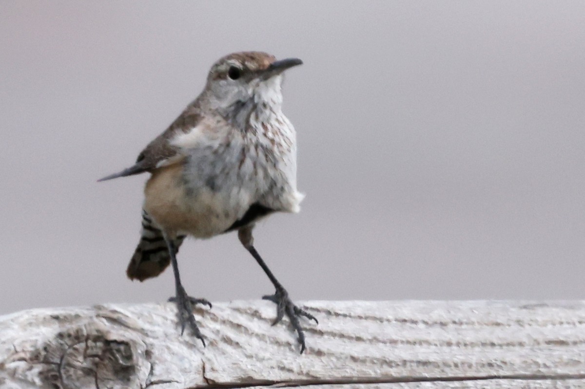 Rock Wren - ML643951811