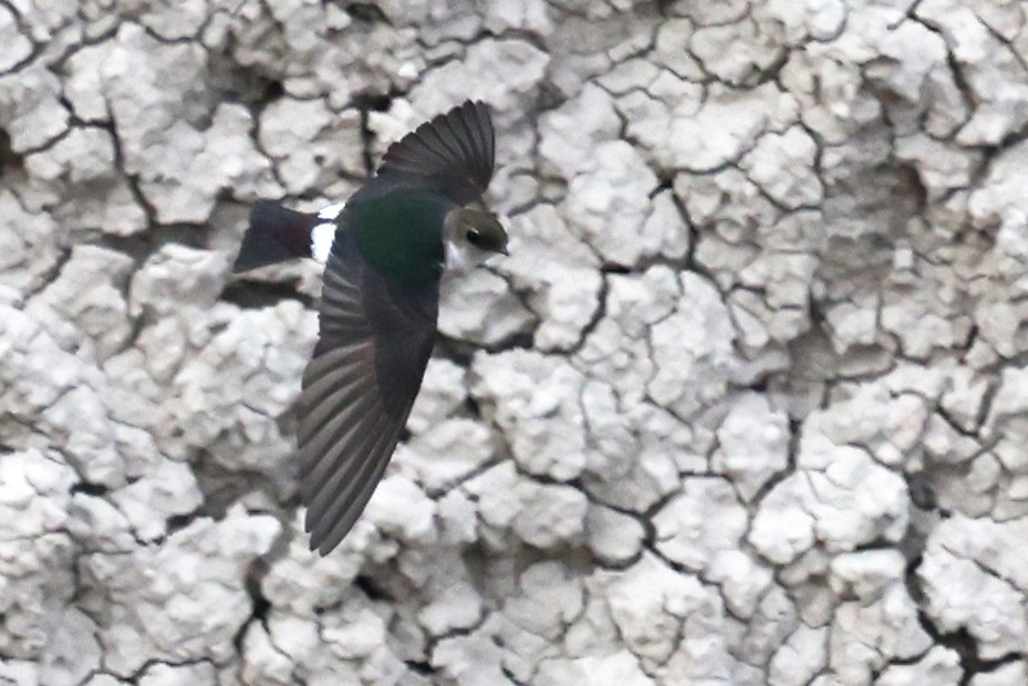 Violet-green Swallow - ML643951818