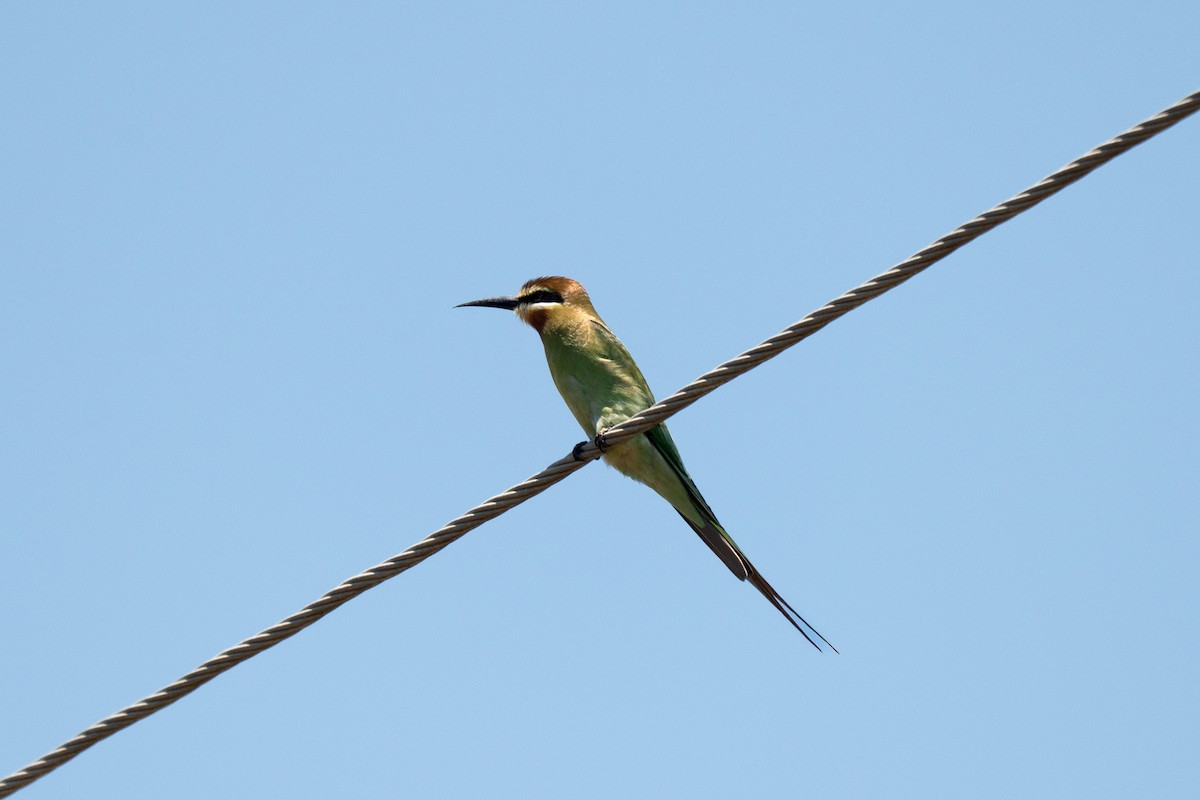Olive Bee-eater - ML643951819