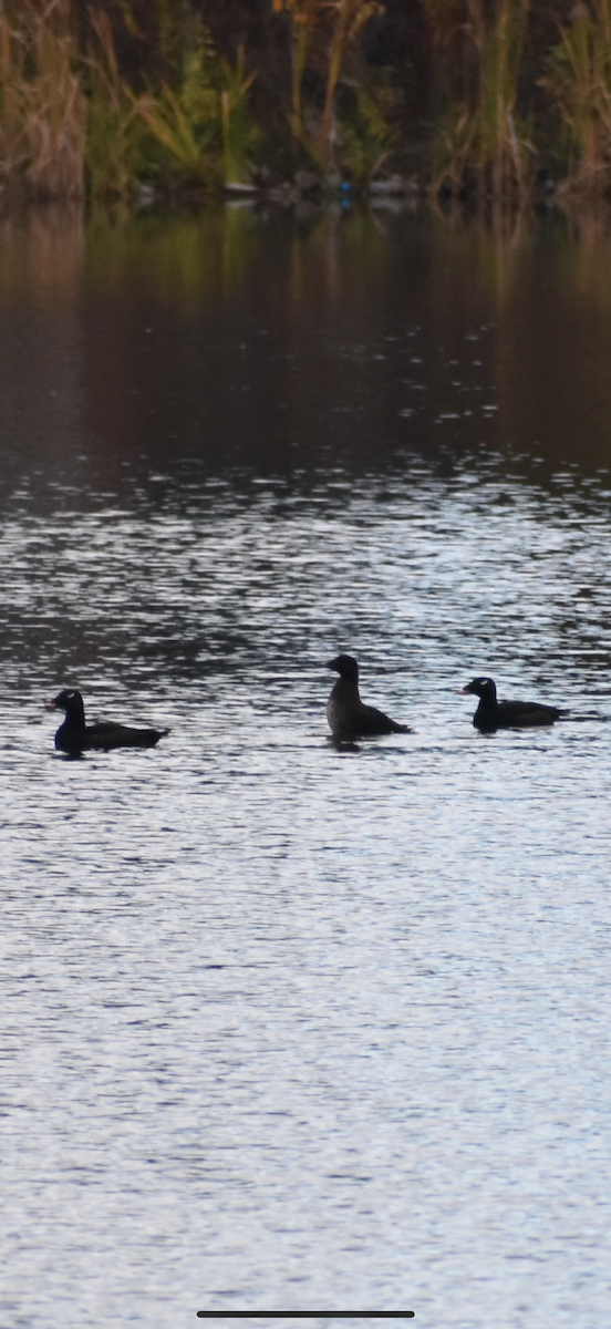 White-winged Scoter - ML643951833