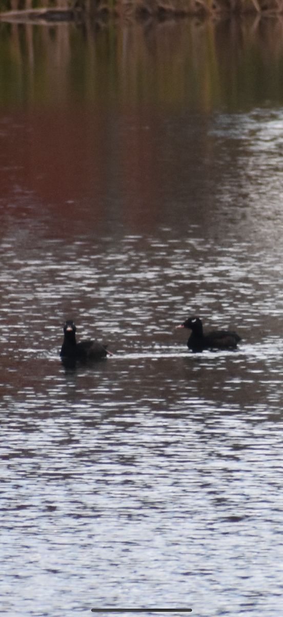 White-winged Scoter - ML643951834