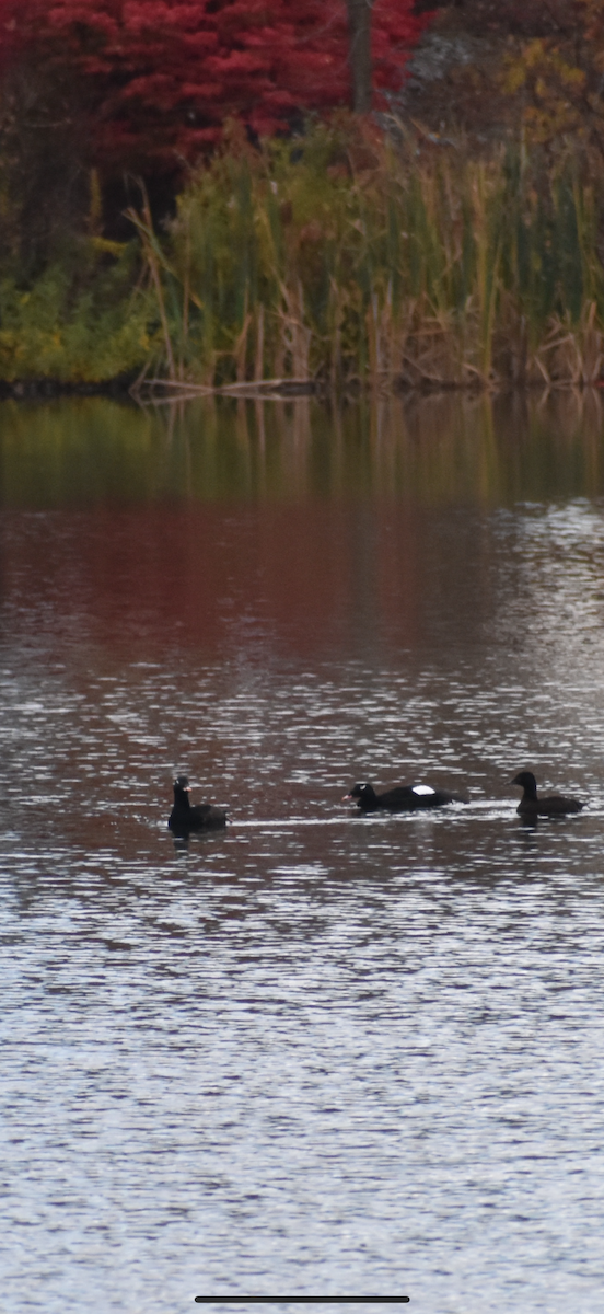 White-winged Scoter - ML643951835