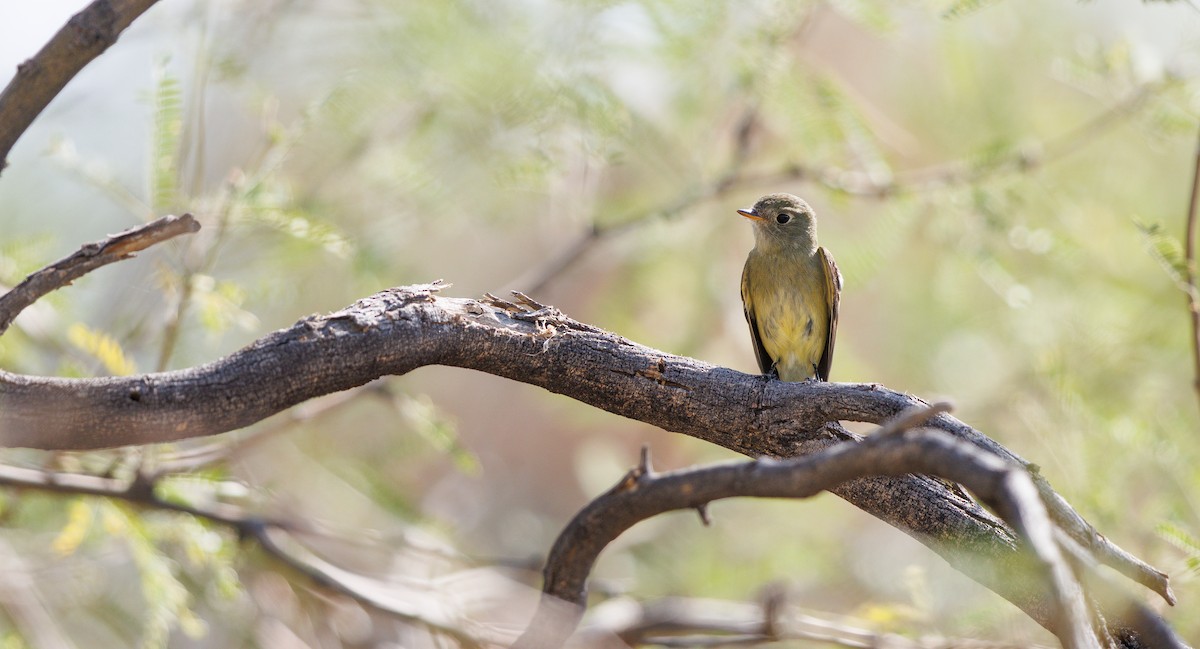 Dusky Flycatcher - ML643951838