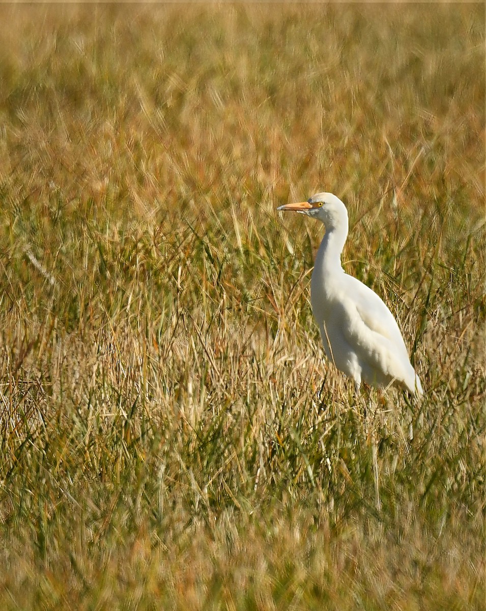 Western Cattle-Egret - ML643951841
