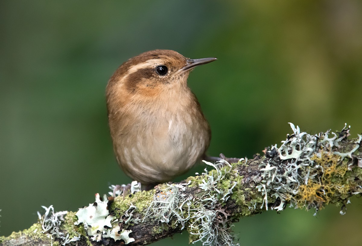Mountain Wren - ML643951842