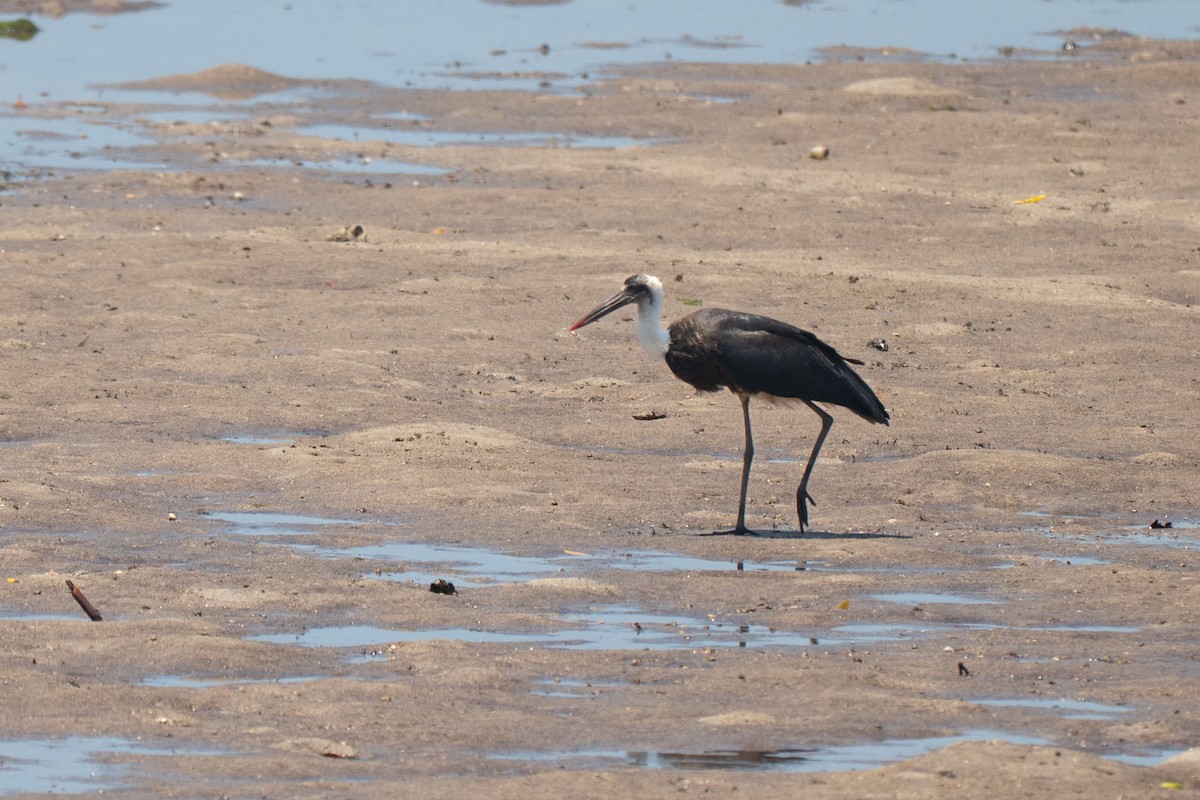 African Woolly-necked Stork - ML643951846
