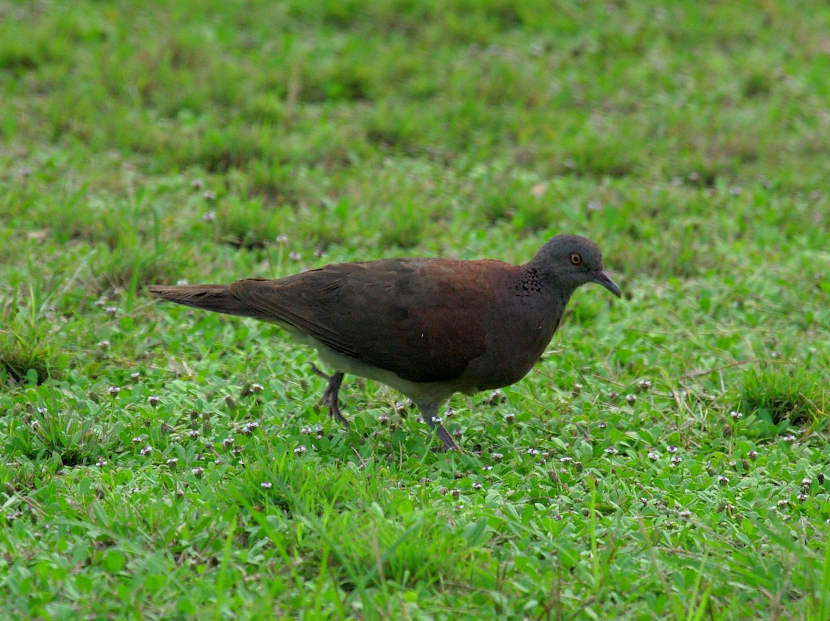 Горлиця мадагаскарська - ML643951859