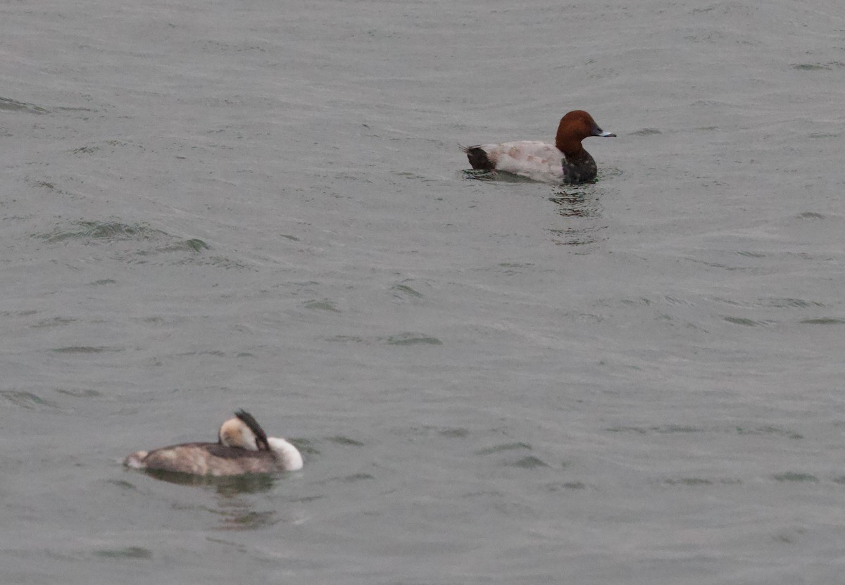 Common Pochard - ML643951866