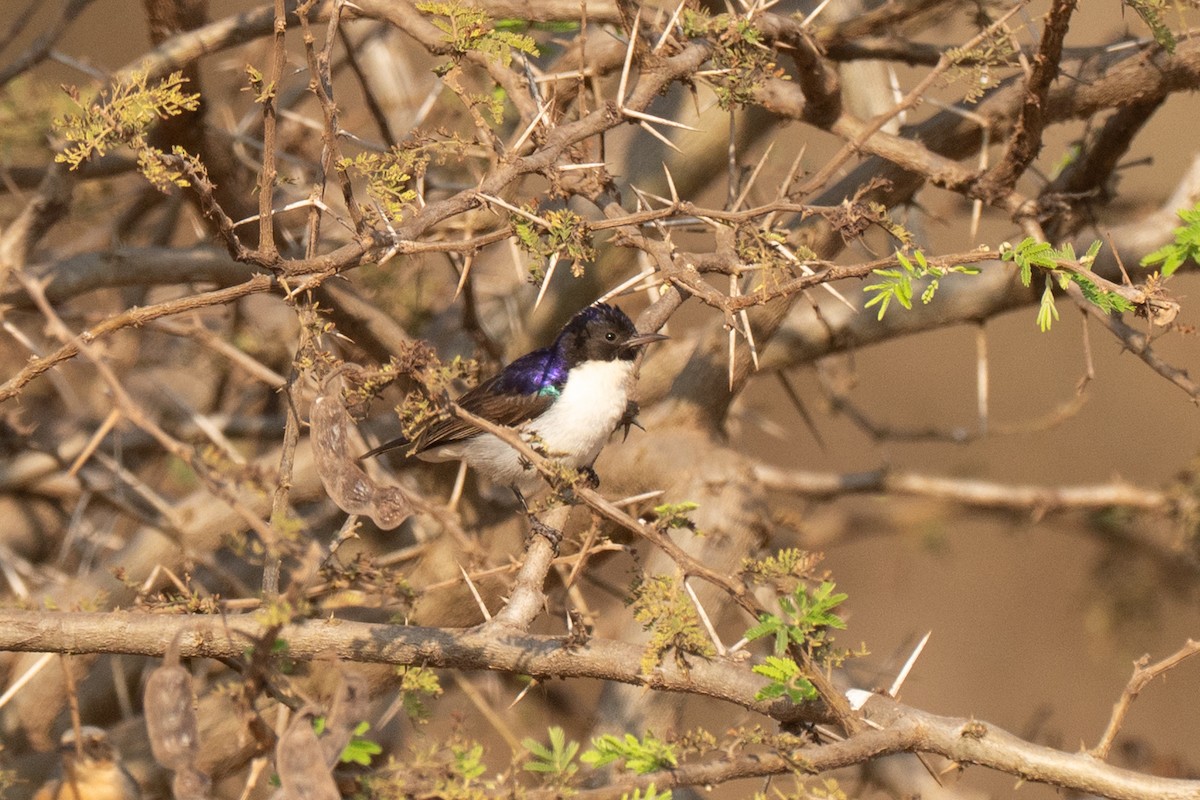 Eastern Violet-backed Sunbird - ML643951868