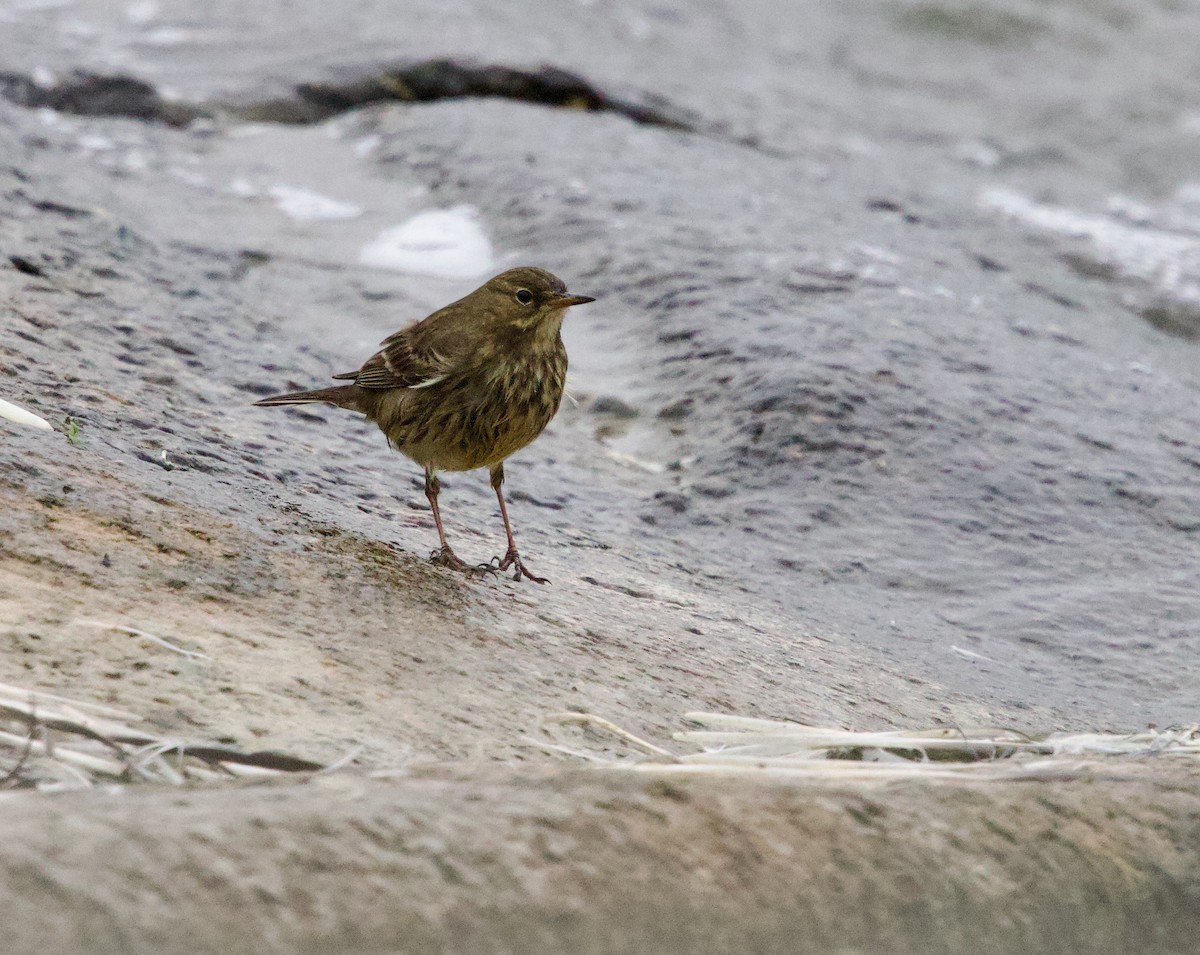 Rock Pipit - ML643951872