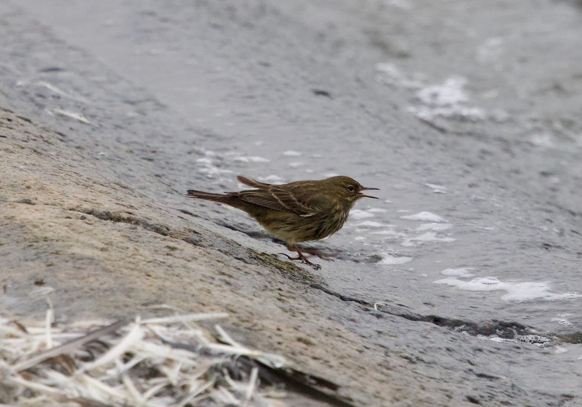 Rock Pipit - ML643951873