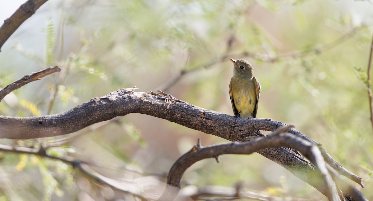 Dusky Flycatcher - ML643951876