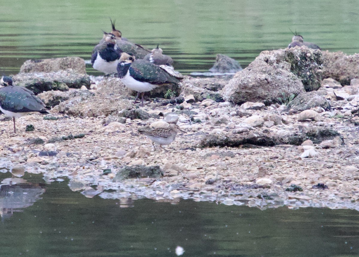 Pectoral Sandpiper - ML643951883