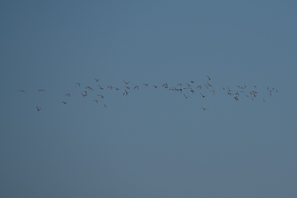White-rumped Sandpiper - ML643951918