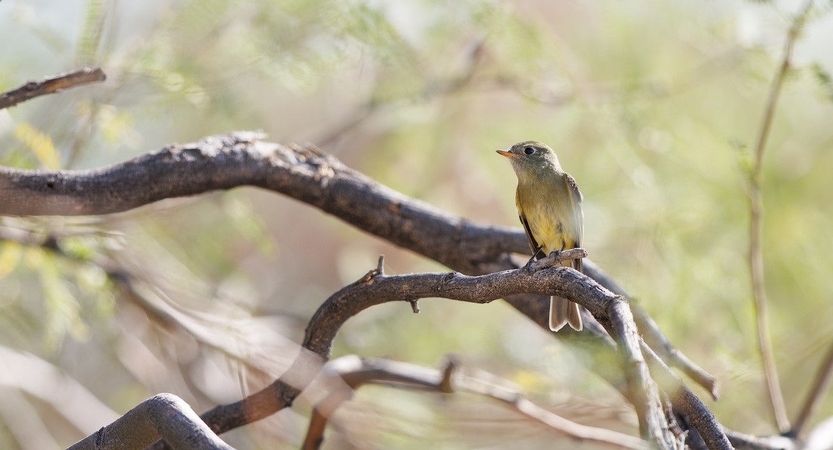 Dusky Flycatcher - ML643951919