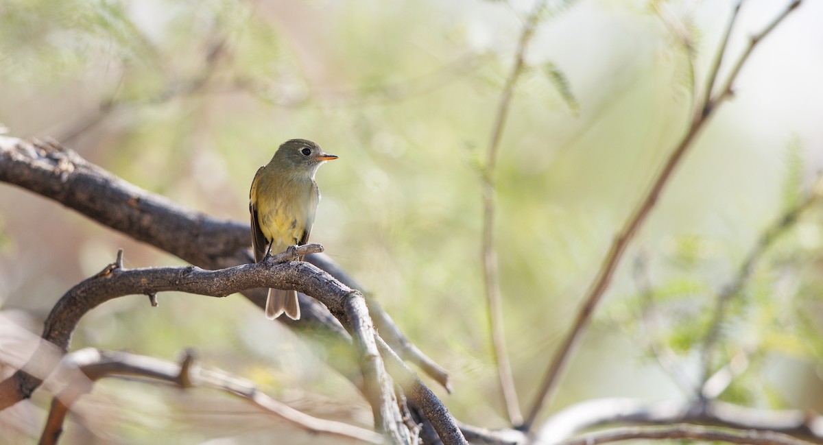 Dusky Flycatcher - ML643951940