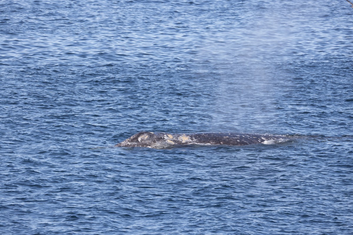 Grey Whale - ML643951941
