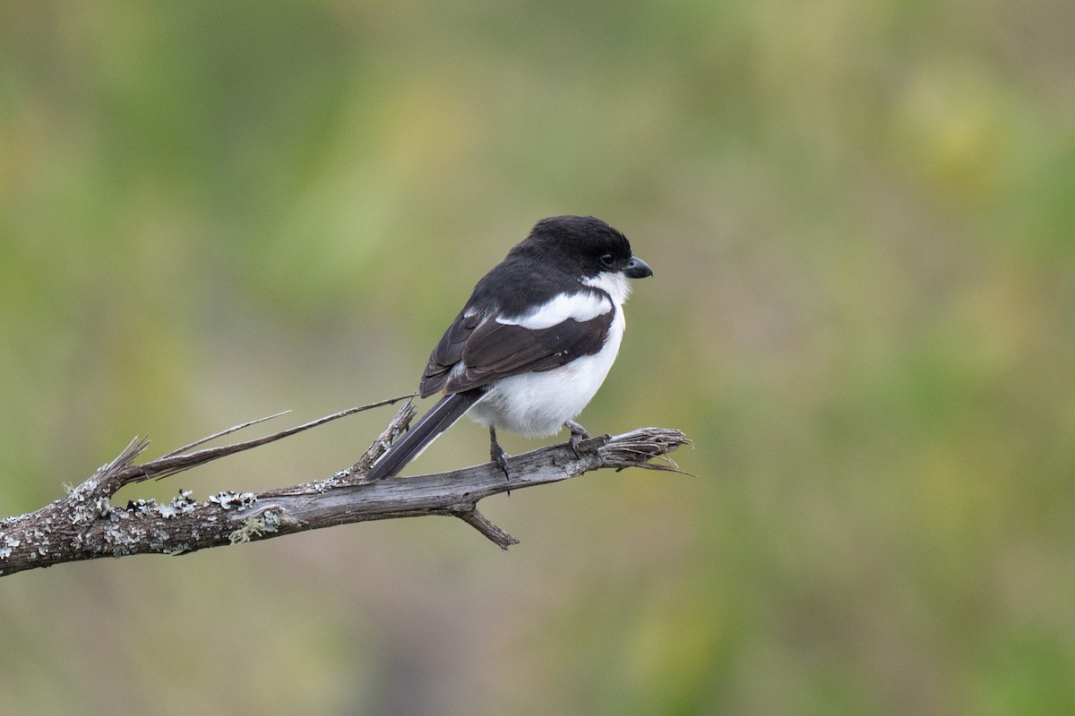 Northern Fiscal - ML643951964