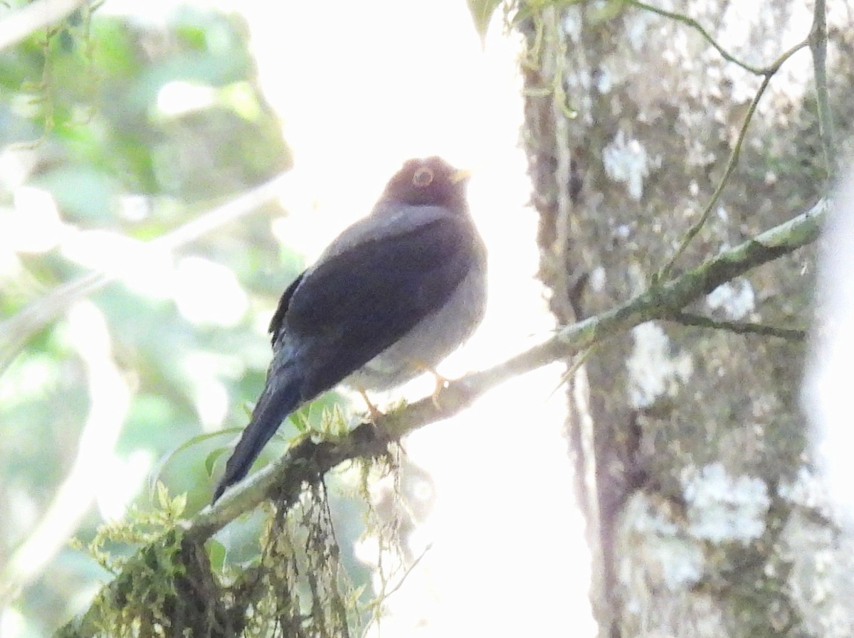 Yellow-legged Thrush - ML643951967