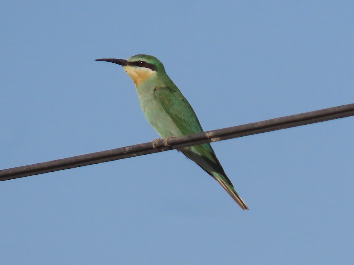 Blue-cheeked Bee-eater - ML643951974