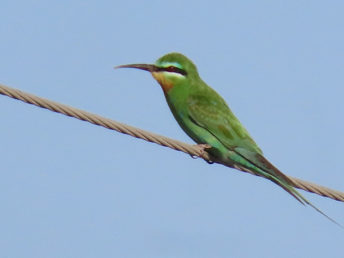 Blue-cheeked Bee-eater - ML643951978