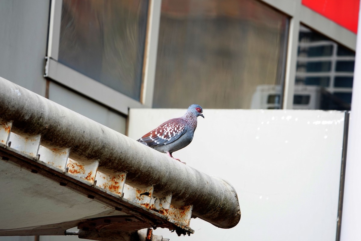 Speckled Pigeon - ML643951996