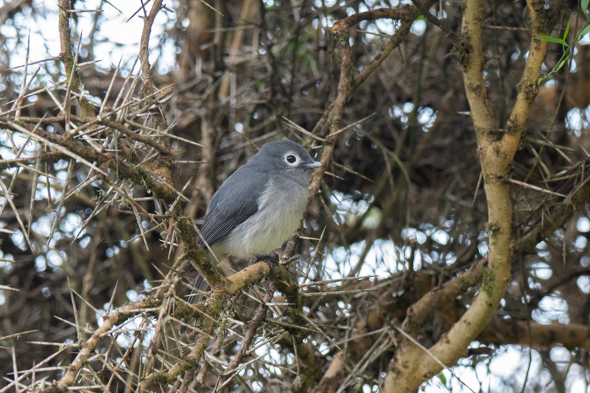 White-eyed Slaty-Flycatcher - ML643952007