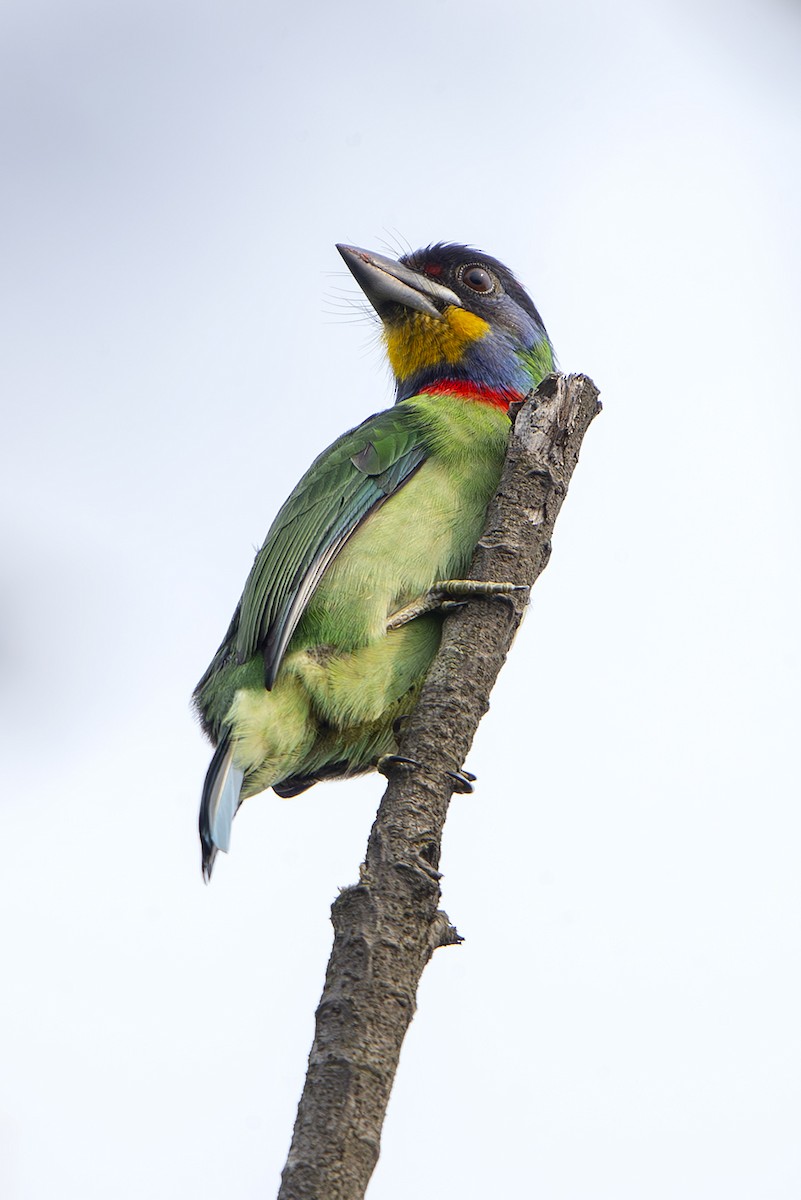 Chinese Barbet - ML643952025