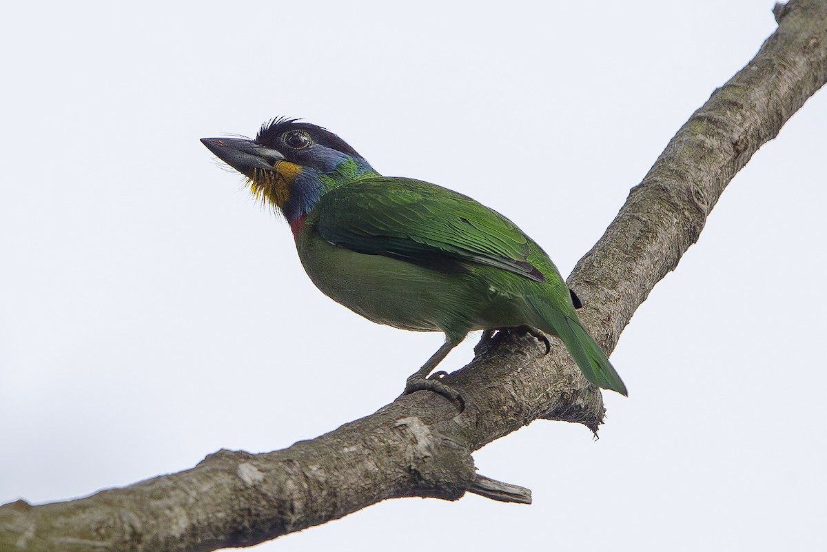 Chinese Barbet - ML643952026