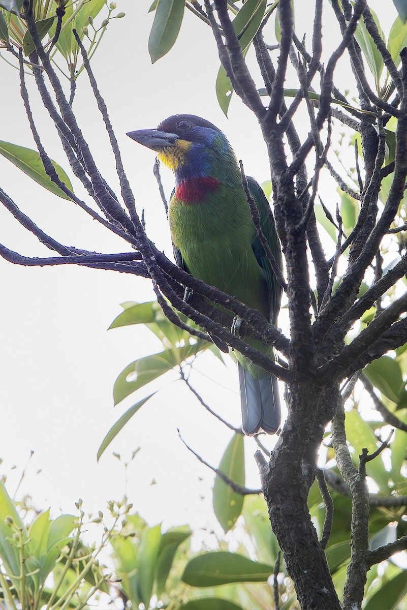 Chinese Barbet - ML643952027