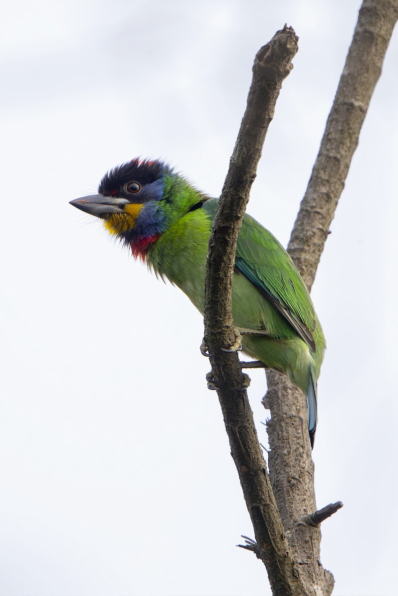 Chinese Barbet - ML643952028