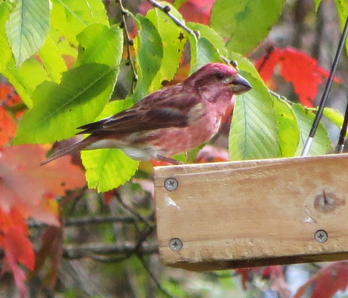 Purple Finch - ML643952052