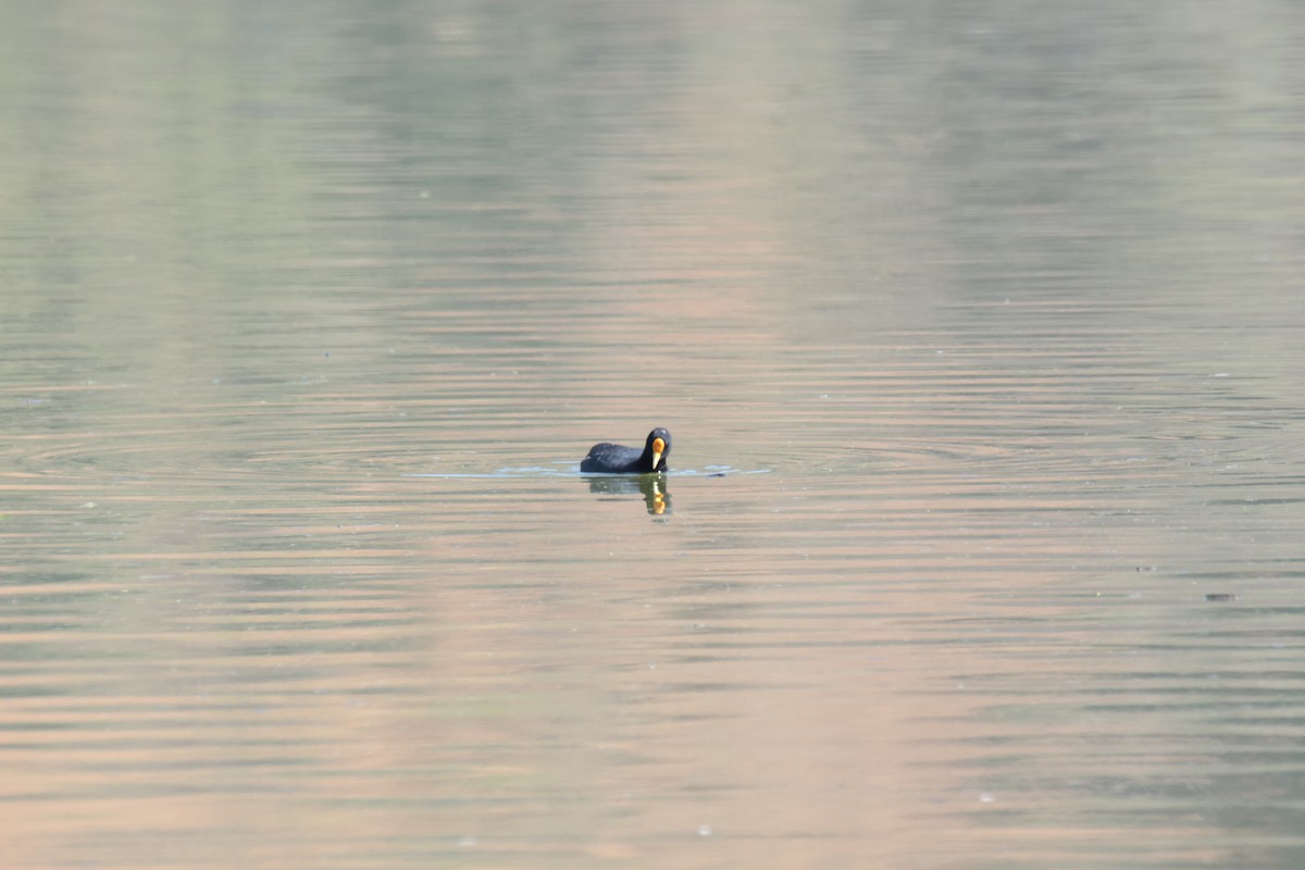 White-winged Coot - ML643952053