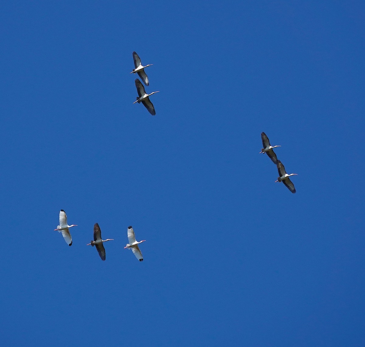Ibis blanc - ML643952070