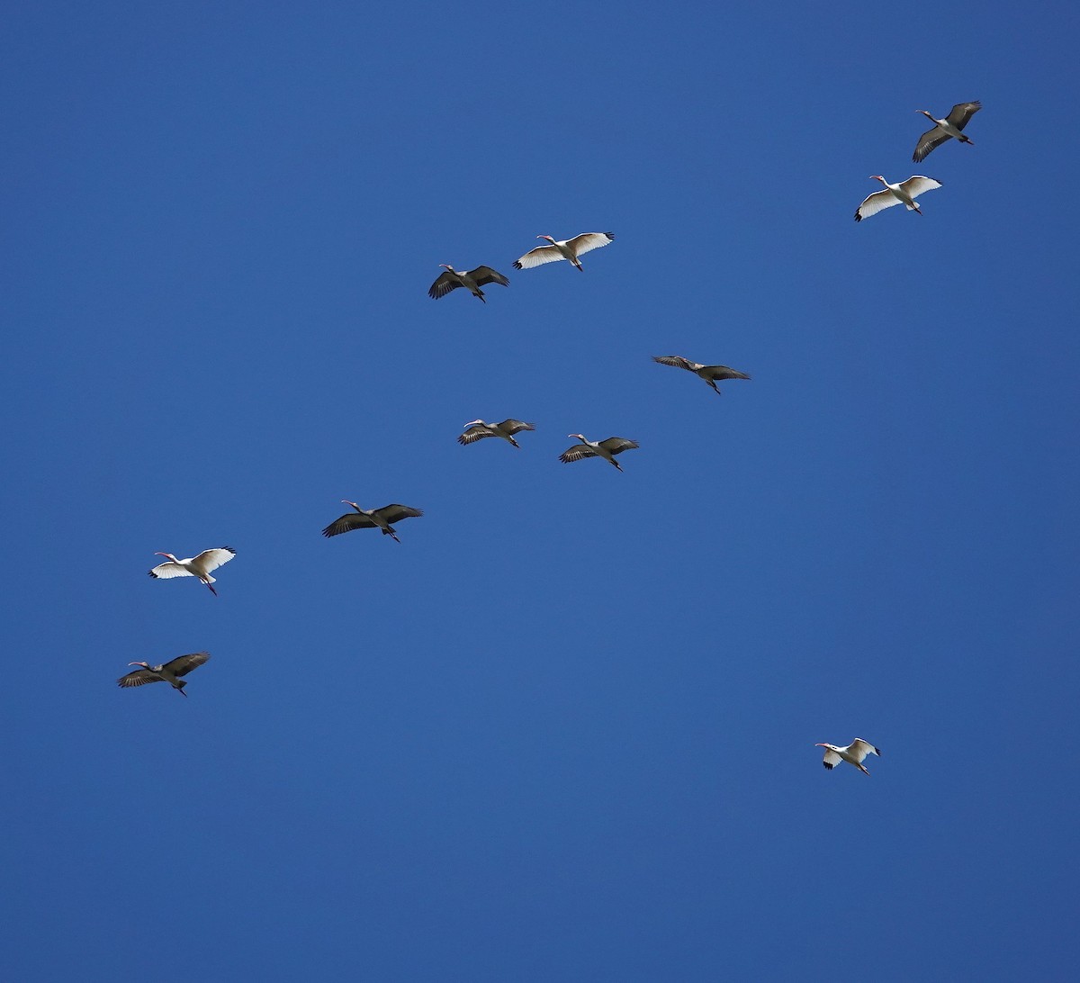 Ibis blanc - ML643952071