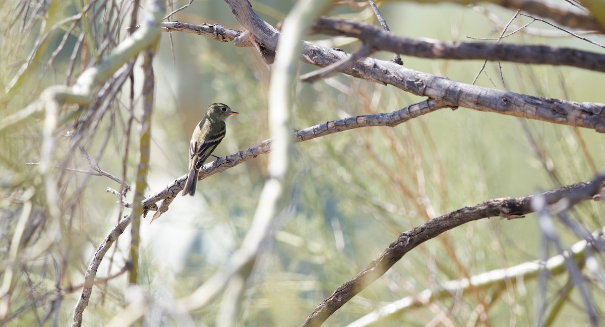Dusky Flycatcher - ML643952075