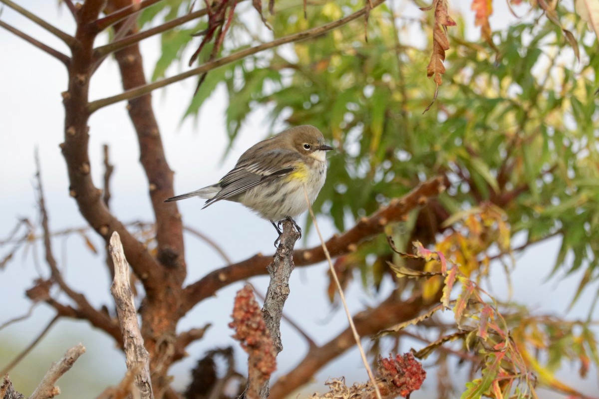 Yellow-rumped Warbler (Myrtle) - ML643952089