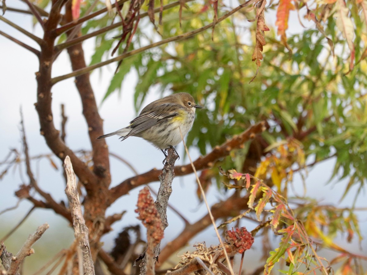 Yellow-rumped Warbler (Myrtle) - ML643952090