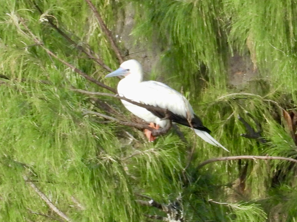 Red-footed Booby - ML643952091