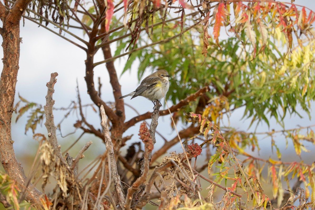Yellow-rumped Warbler (Myrtle) - ML643952093