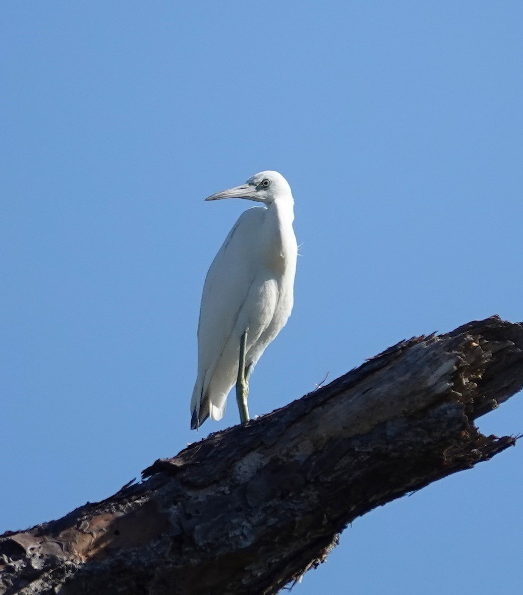 Little Blue Heron - ML643952094