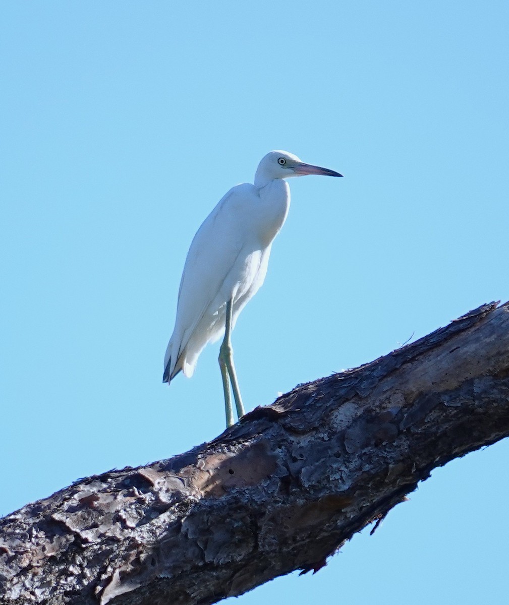Little Blue Heron - ML643952095