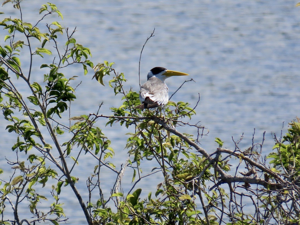 Large-billed Tern - ML643952097