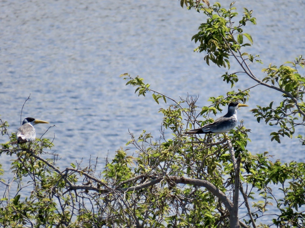 Large-billed Tern - ML643952098