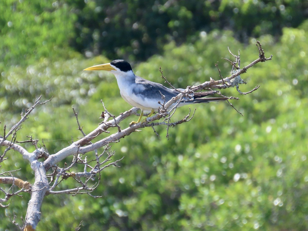Large-billed Tern - ML643952099