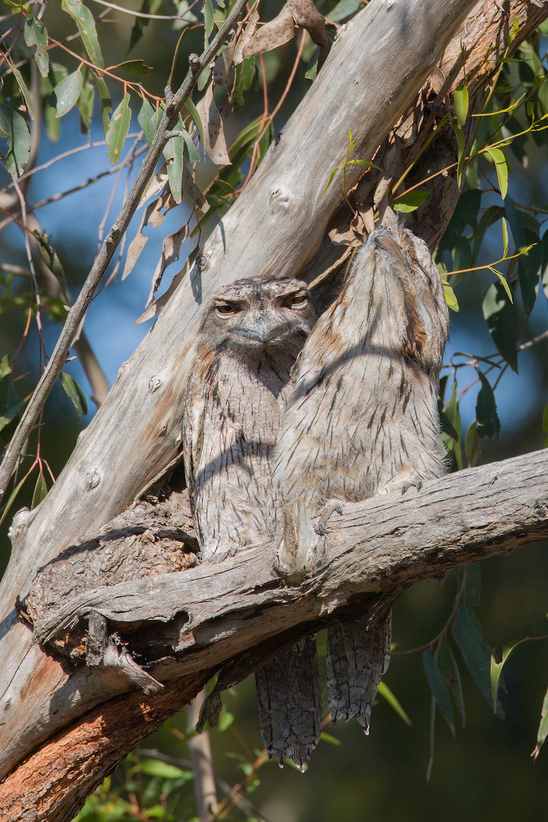 オーストラリアガマグチヨタカ - ML643952100